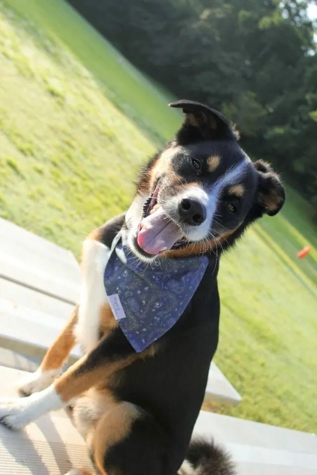 Catching Light Dog Bandana