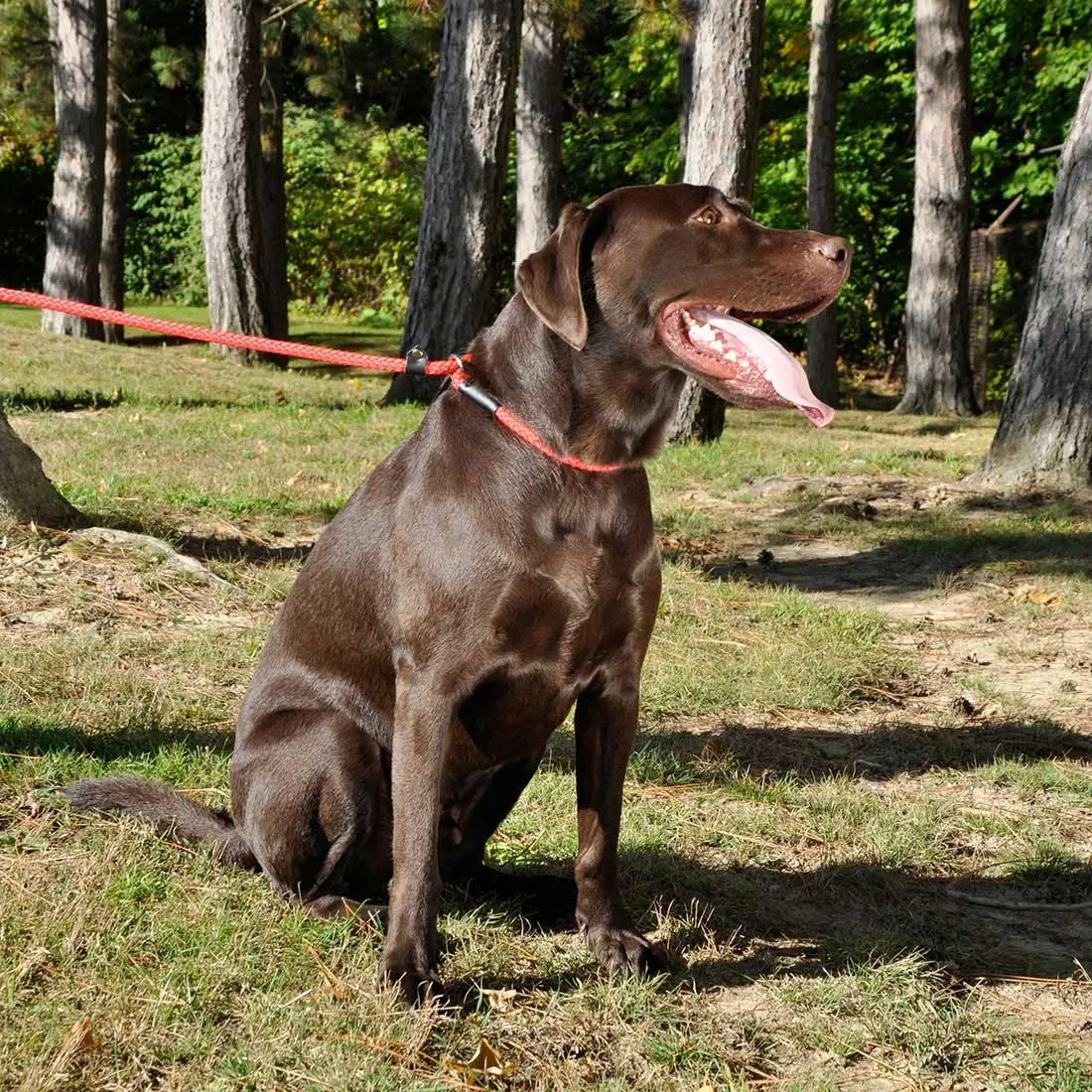 Coastal Rope Slip Lead For Dogs