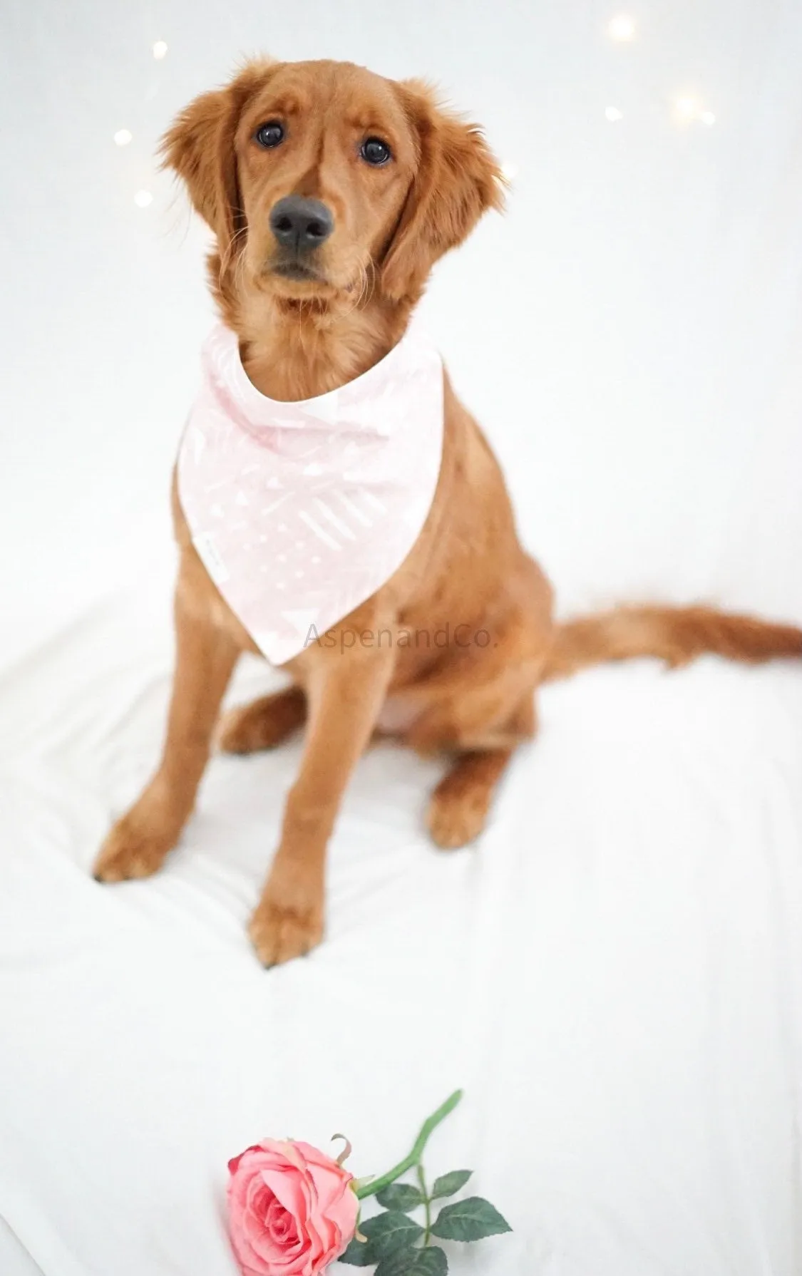 Evie Dog Bandana